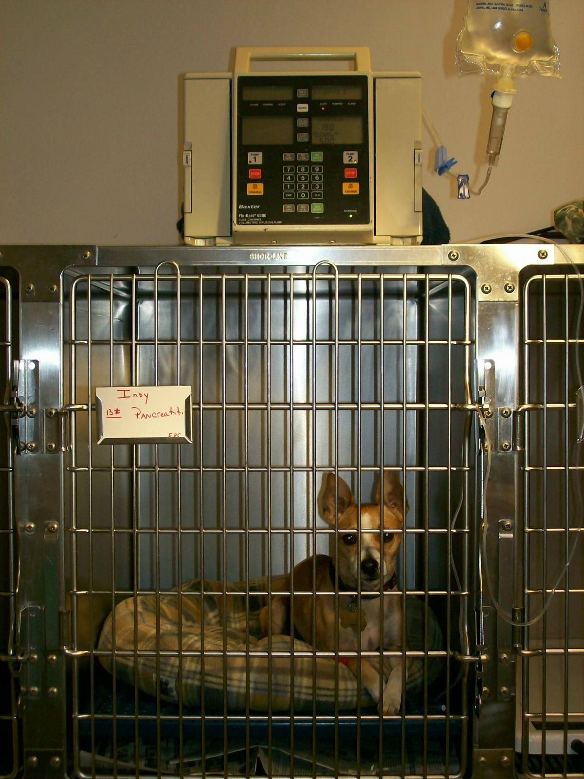 Isolation and Hospitalization of cats and dogs